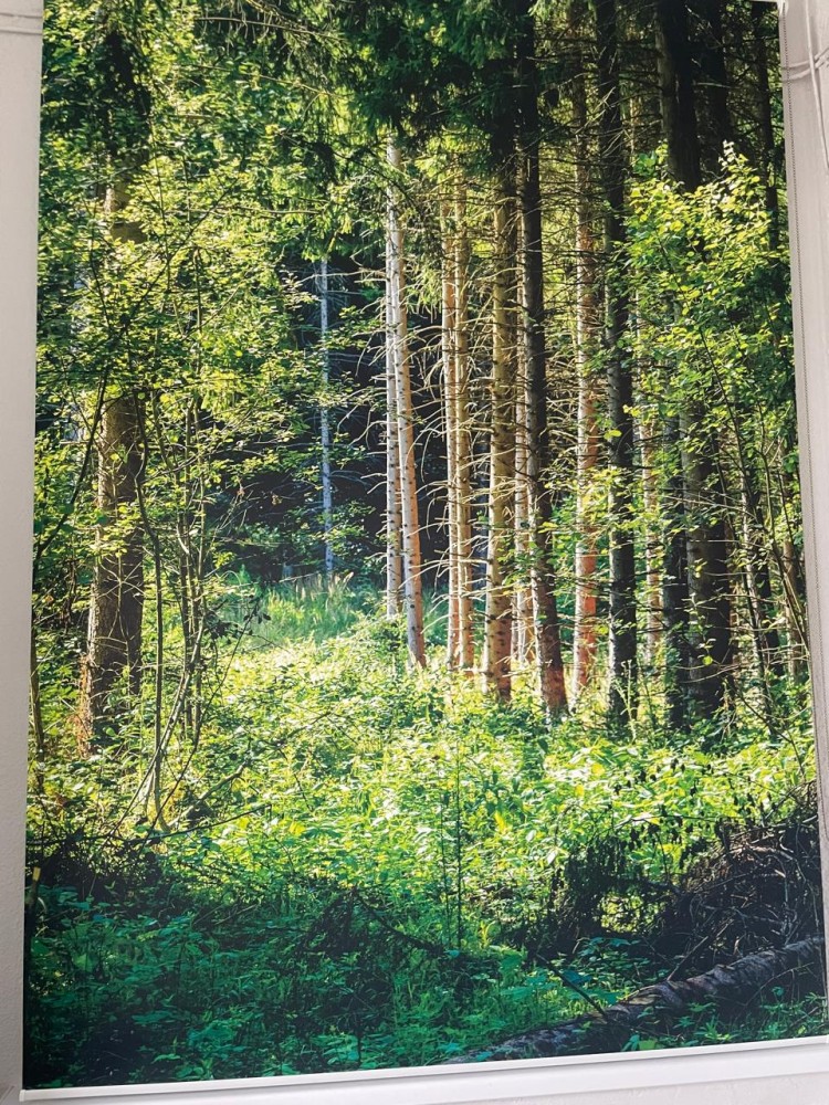  лес в онко (8)